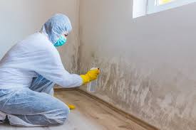 Best Mold Damage Restoration in Fayetteville, GA