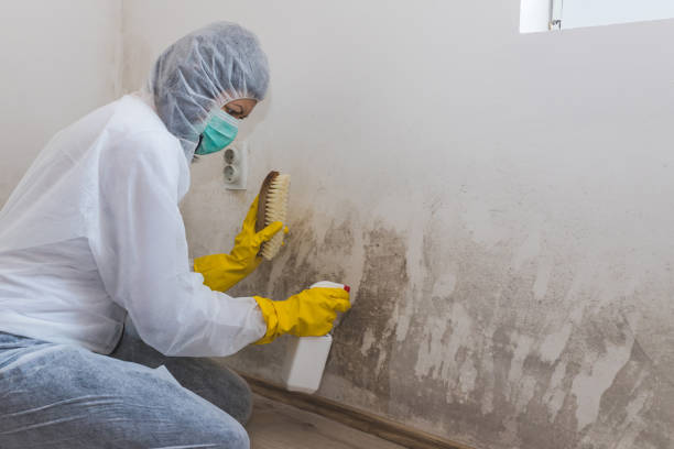 Why You Should Choose Our Mold Remediation Services in Fayetteville, GA